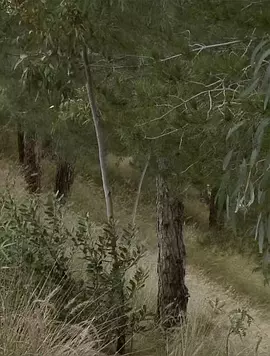 麦吉的农场(2020)