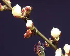 地球的角落(2010)