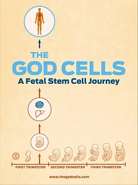 生死之争：胎儿干细胞(2017)